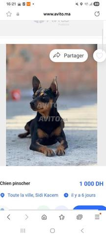 كلب بينشر ذكر