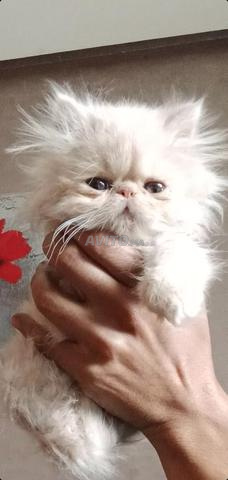 Chatons Shirazi nouveau-nés Peke Face