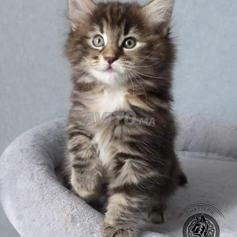 Bébé chat race Norvège poil long