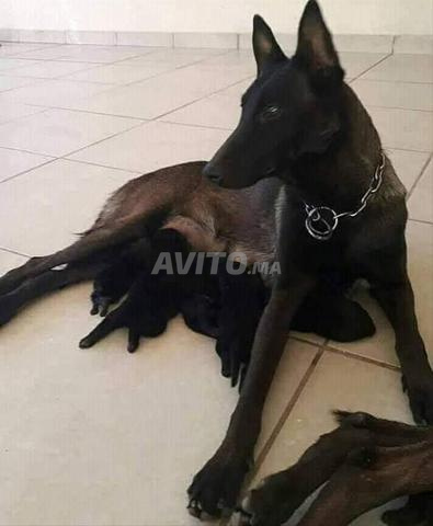 جرو مالينو الفحم الممتاز سلالة نقية