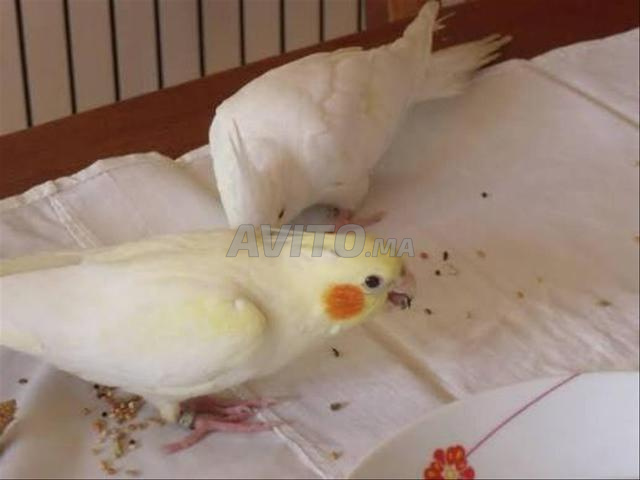 زوج ببغاء الكالوبسيت