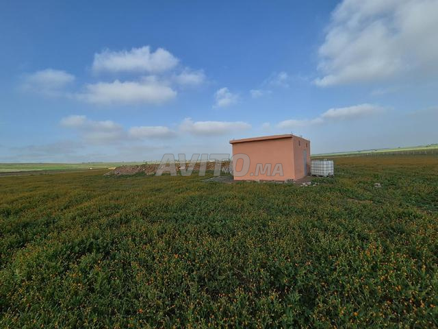 5 hectares et demi, Caïdat Oulad Hamdane - 2