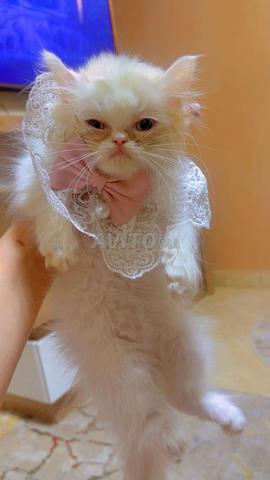 Chatte Persane authentique blanche avec des points dorés