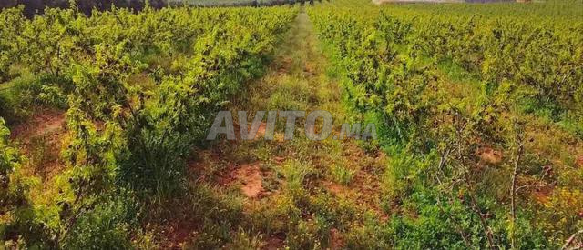 5 hectares de terrain sablonneux titré région de Larache à vendre