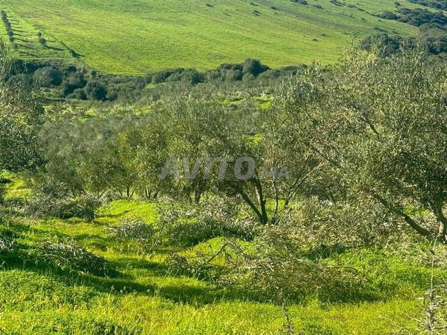 Terrain à vendre région d'Assilah, 14 hectares titrés