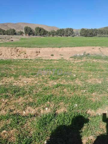 أرض فلاحية محفظة همزة ثمن مناسب جانب الطريق - 2