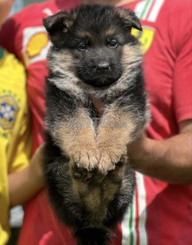 chiot berger allemand pedigree