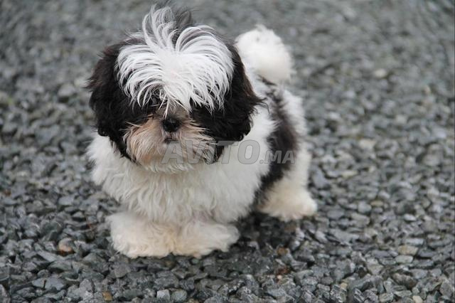 Shitzu chiot