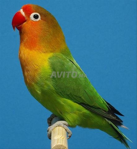 Oiseau Fisher à vendre