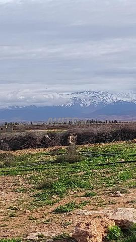 أرض مرخصة - 2