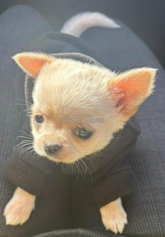 Petit Chihuahua Chiot