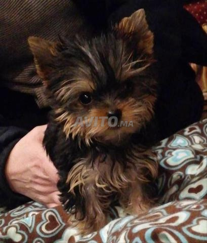 Chiots yorkshire de pure race petite taille nain - 2