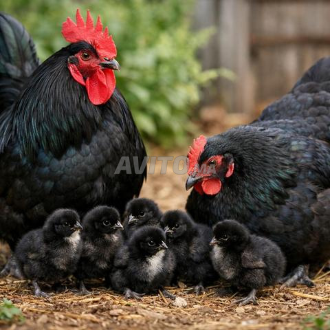 Oeufs fécondés de race pure Australorp noir