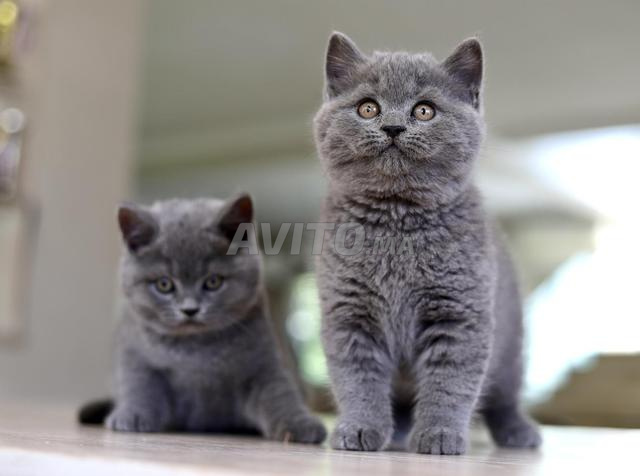 British pedigree wcf