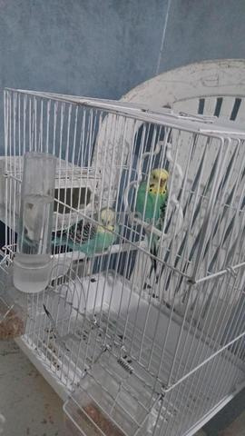 Couple d'oiseaux perruches avec cage et tous les accessoires