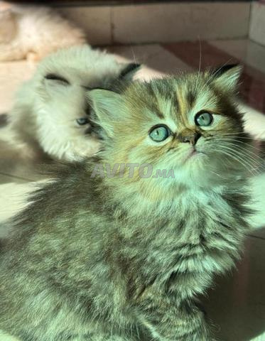 chaton persan