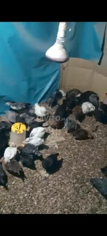 Poussins croisés de première génération