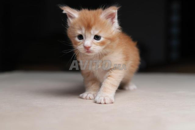 Chaton Maine coons red smoke pedigree wcf - 2