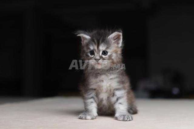 Chaton Maine silver et smoke pedigree wcf