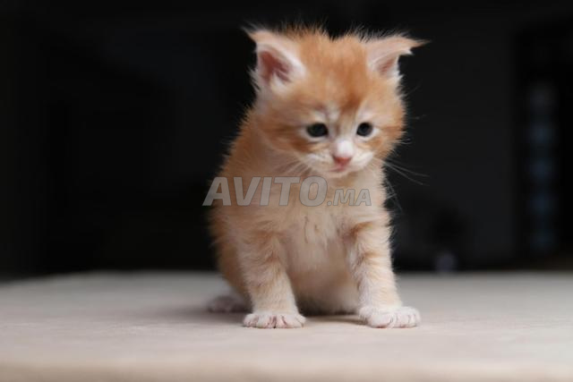 Chaton Maine silver et smoke pedigree wcf