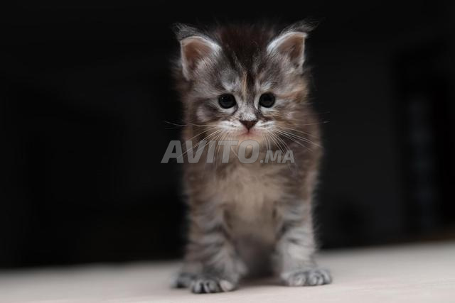 Chaton Maine silver et smoke pedigree wcf