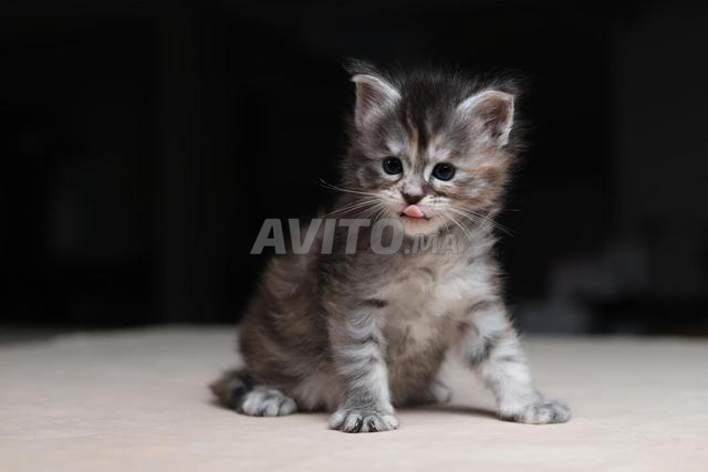 Chaton Maine silver et smoke pedigree wcf - 2