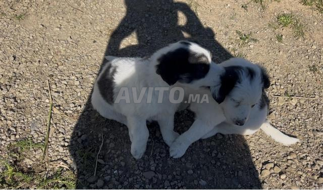 2 Chiots de Montagne l’Atlas Aïdi