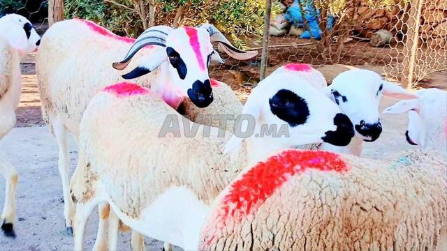 Bonjour, j'ai 30 brebis Serdi de reproduction