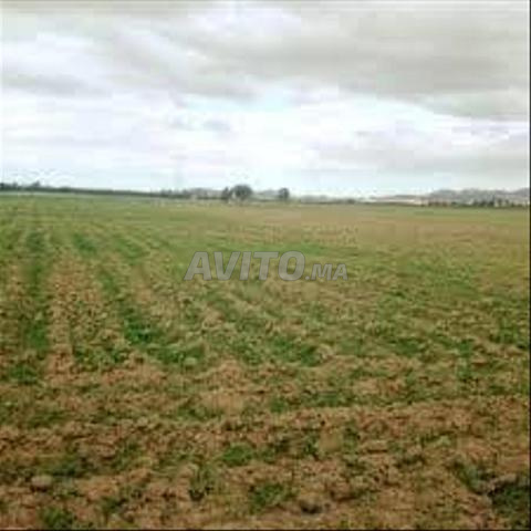 Terrain agricole de 2 hectares