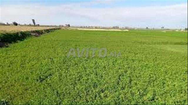 Terrain agricole excellent