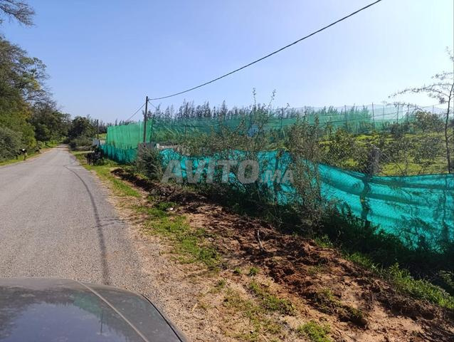 مزرعة 1 هكتار أفوكادو 7 كم - 2