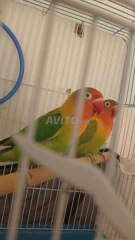 Couple de Fischer en état de marche, que Dieu bénisse