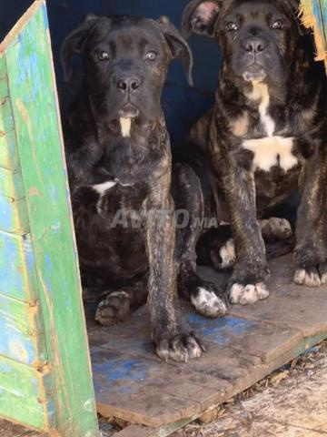 2 femelles cane corso 3 mois