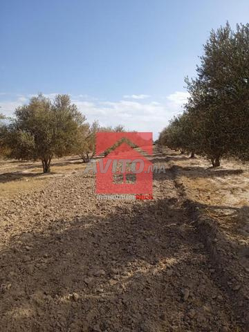 Grand terrain 😍à vendre avec maison d'habitation