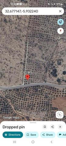 Terrain avec 750 oliviers d'une superficie de quatre hectares