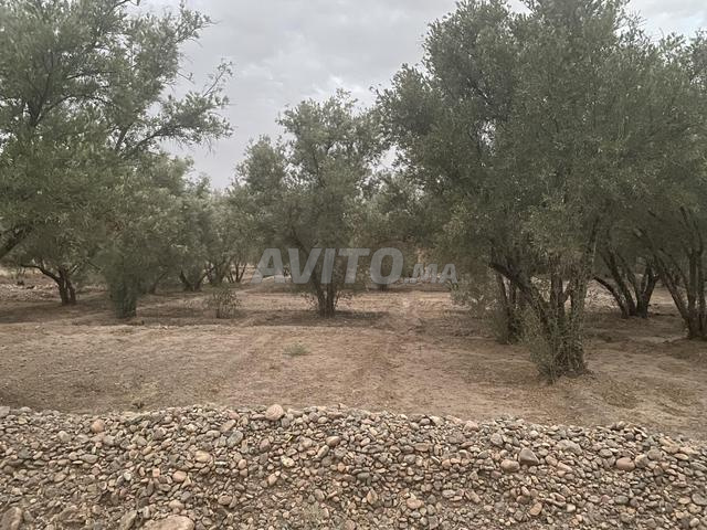 مزرعة ومنزل موثق للبيع - 2