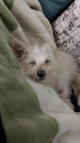 بيشون هافانيز