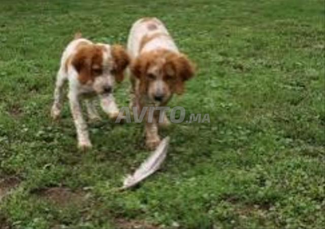 Éleveur dresseur de chiens