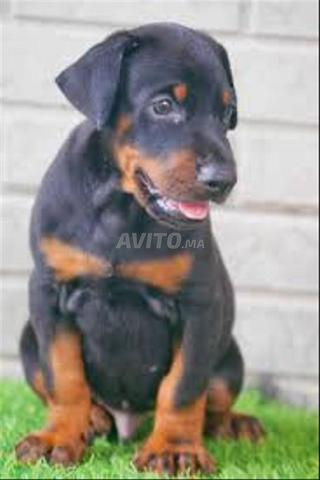 Dobermann chiot