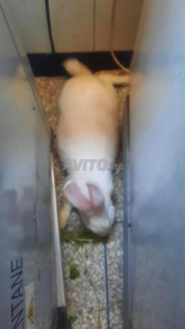 Vente d'un lapin romi blanc à vendre