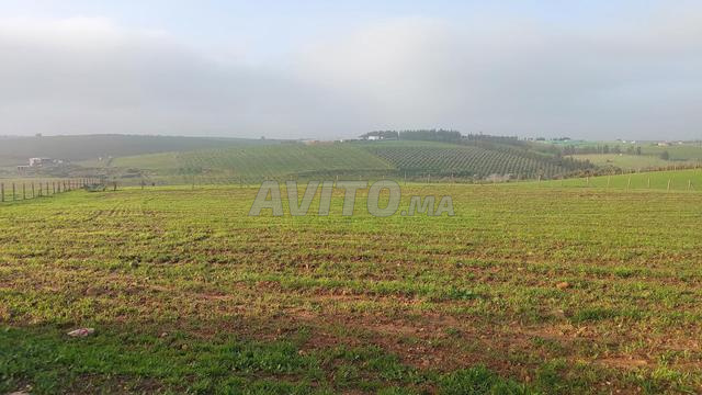 Ter titre 5ha 6500m2 kamouni