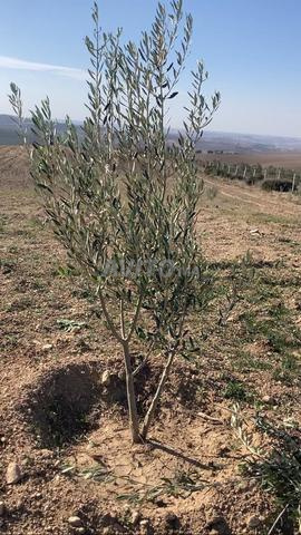 Terrain agricole à vendre - Sortie légale