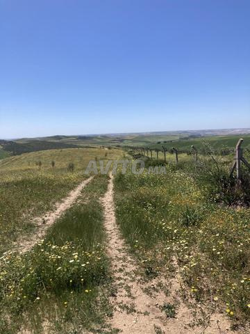 أرض فلاحية للبيع مخارجة عدلية - 2