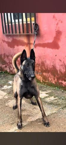 Femelle malinois 1 an