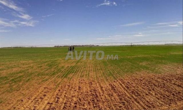 Terrain agricole de 1 ha à Ouled Abbou