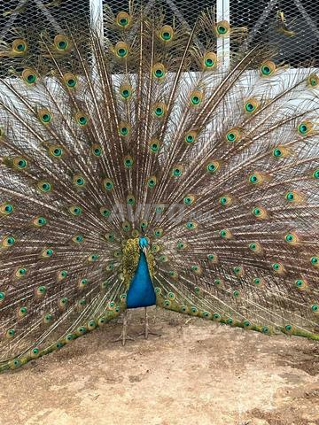 Couple paons zweja taous الطوس