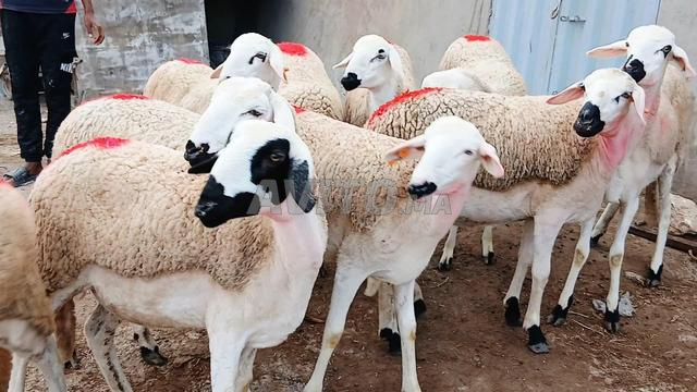 Ramadan Karim, j'ai 30 moutons Sardi de bonne qualité