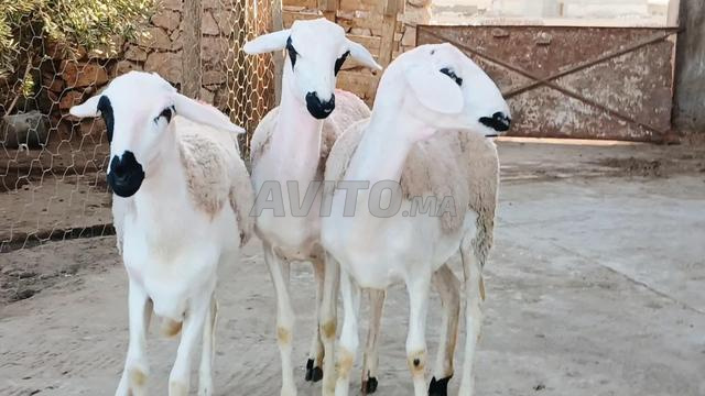 كينا 30 حولية صردية مليحة ضارة