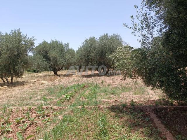 Terrain titré et planté