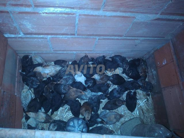 Poussins de race mixte âgés d'un mois
